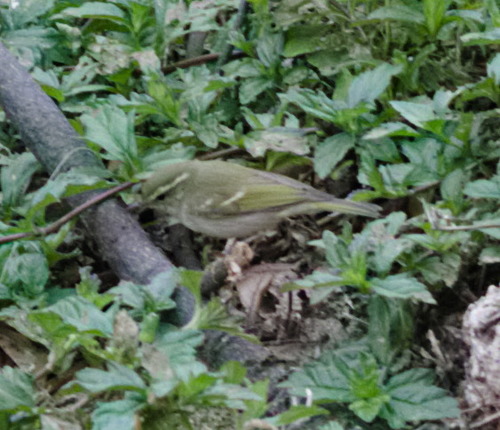 Phylloscopus plumbeitarsus