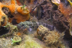 Bathygobius krefftii