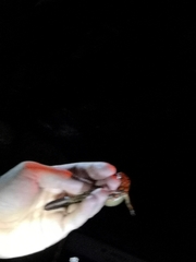 Paramesotriton hongkongensis