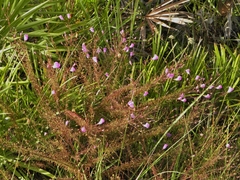 Agalinis filifolia