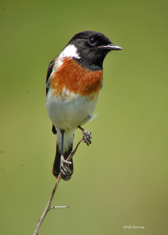 African Stonechat photo