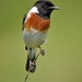 African Stonechat - Photo (c) Nik Borrow, some rights reserved (CC BY-NC)