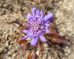 Scabiosa comosa