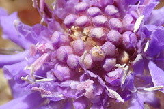Scabiosa comosa