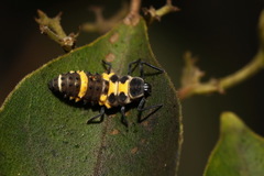 Coelophora saucia