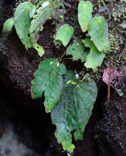 Streptocarpus brevistamineus image