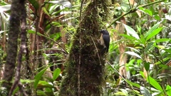 Snowy-Browed Flycatcher photo 5