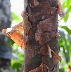 Bursera simaruba image