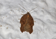 Acleris emargana