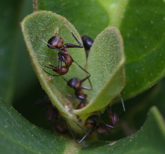 Camponotus nicobarensis