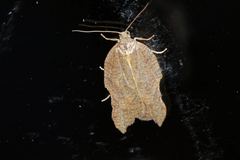 Acleris emargana