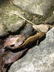 Paramesotriton hongkongensis