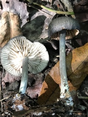 Entoloma serrulatum