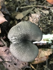 Entoloma serrulatum