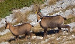 Pyrenean Chamois photo 4