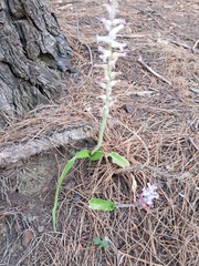 Lachenalia orchioides