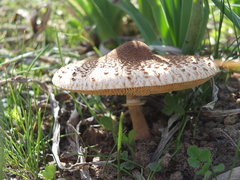 Macrolepiota fuligineosquarrosa