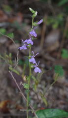 Lobelia spicata