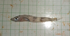 Painted Notothen photo 1