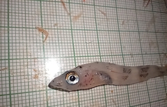 Painted Notothen photo 2