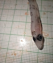 Painted Notothen photo 3