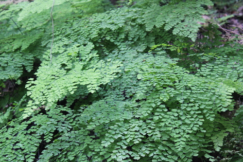 Fan maidenhair (Adiantum tenerum)