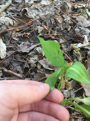 Arisaema pusillum, photograph harrier, CC BY, iNaturalist via GBIF