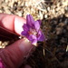 Pulsatilla bungeana - Photo (c) Claire O'Neill, μερικά δικαιώματα διατηρούνται (CC BY-NC), uploaded by Claire O'Neill