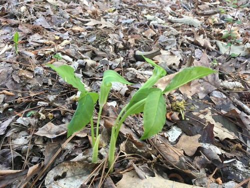Arisaema pusillum, photograph 5