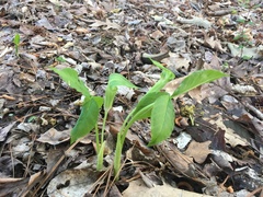 harrier, CC BY, iNaturalist via GBIF Arisaema pusillum, photograph harrier, CC BY, iNaturalist via GBIF