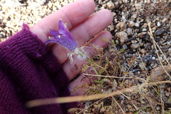 Pulsatilla bungeana