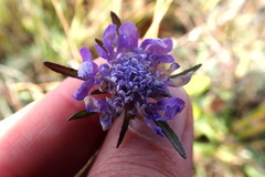 Scabiosa comosa