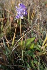 Scabiosa comosa