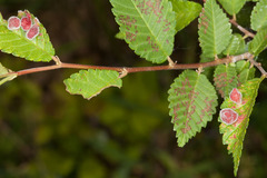 Tetraneura caerulescens