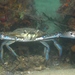 Australian Blue Swimmer Crab - Photo (c) David Spencer Muirhead, some rights reserved (CC BY-NC), uploaded by David Spencer Muirhead