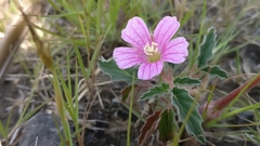 Monsonia senegalensis