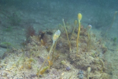 Sycozoa pulchra