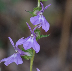 Lobelia spicata