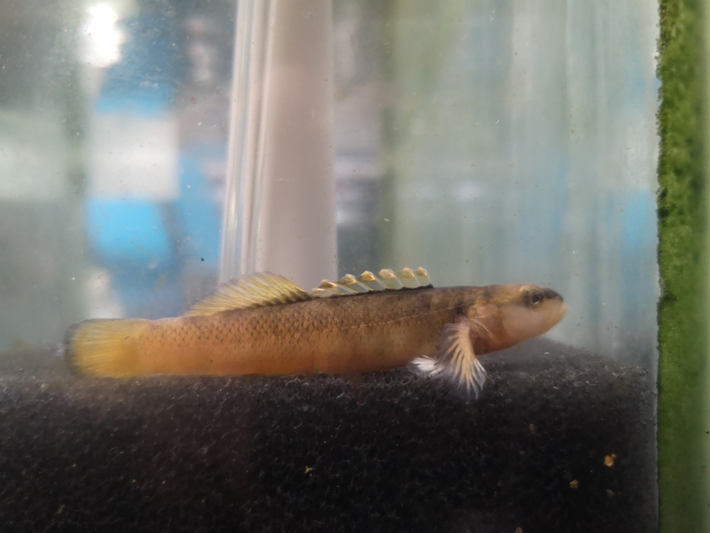 Duskytail Darter