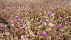 Cyanotis fasciculata