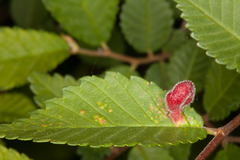 Tetraneura caerulescens