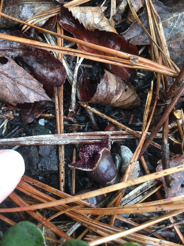 Image of Asarum sorriei by (c) harrier, some rights reserved (CC BY)