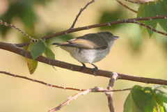 Dicaeum agile tinctum