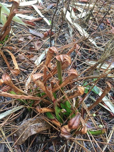 Sarracenia rubra