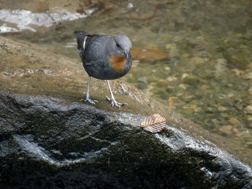 Cinclus schulzii