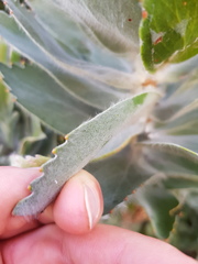 Leucospermum conocarpodendron conocarpodendron