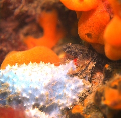 Bathygobius krefftii