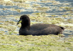 Fulica cornuta