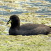 Horned Coot - Photo no rights reserved, uploaded by Diego Carús