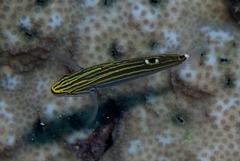 Koumansetta hoesei
